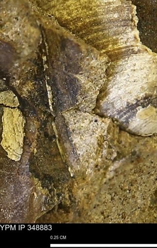 undet. Bivalvia
