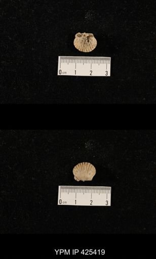 Meekella skenoides