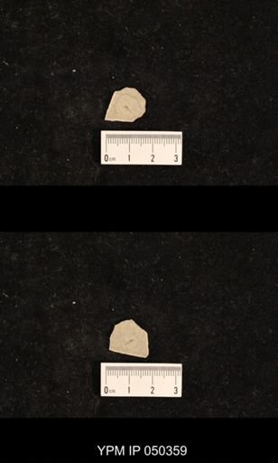 undet. Hexapoda