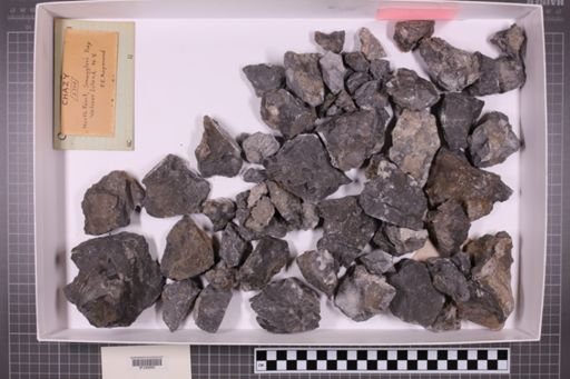 mixed taxa, stratigraphic collection