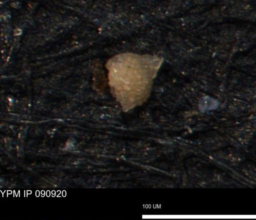 Clathrocyclas (Clathrocyclas) irrasa
