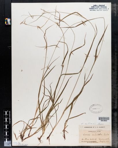 Carex collinsii