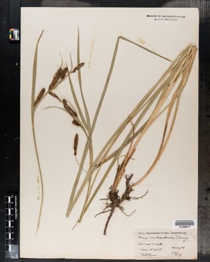 Carex nigra