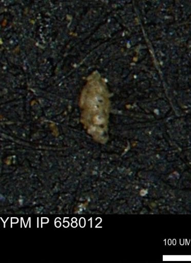 Verneuilinoides kansasensis