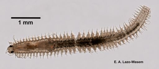 Eusyllis lamelligera?