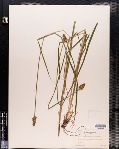 Carex alopecoidea