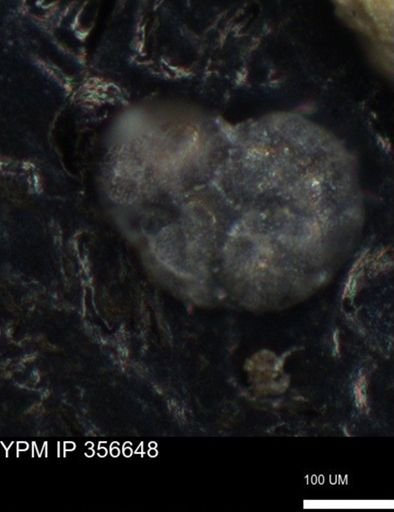 undet. Foraminiferida