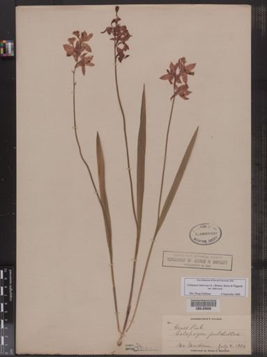 Calopogon pulchellus
