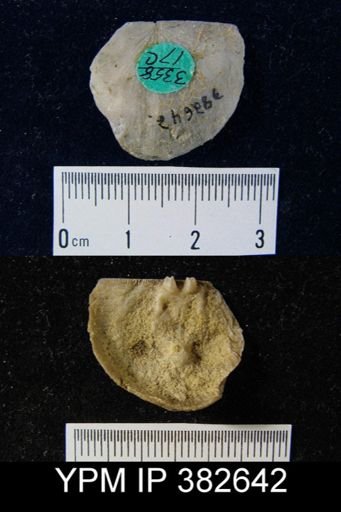 Strophonella sp.