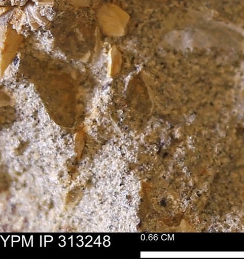 Corbicula