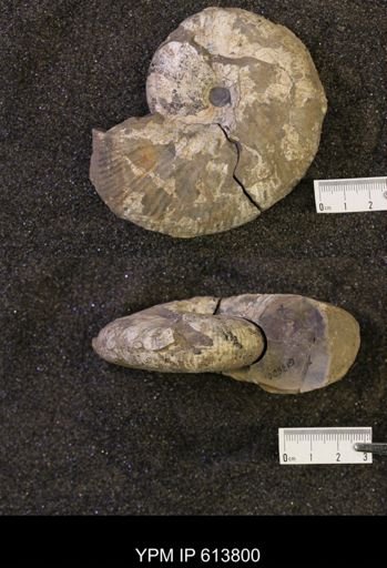 Rhaeboceras halli
