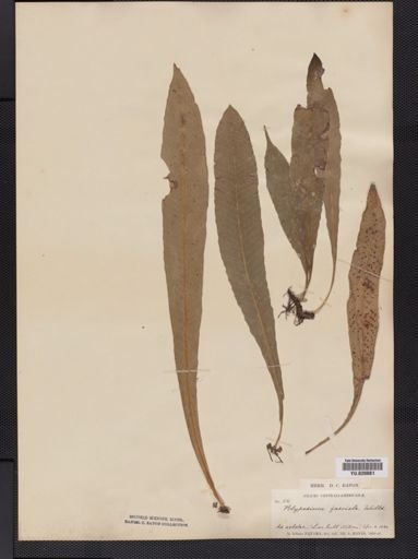 Polypodium