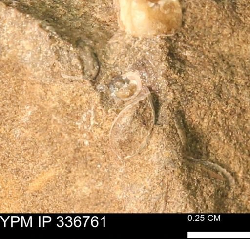 undet. Gastropoda