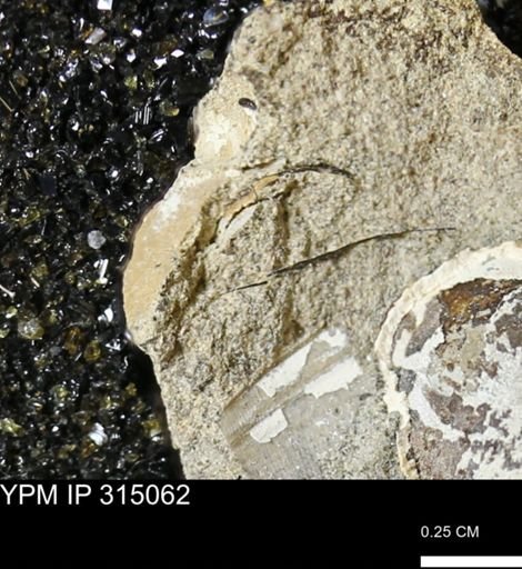 undet. Scaphitidae