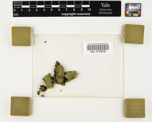 Plantae