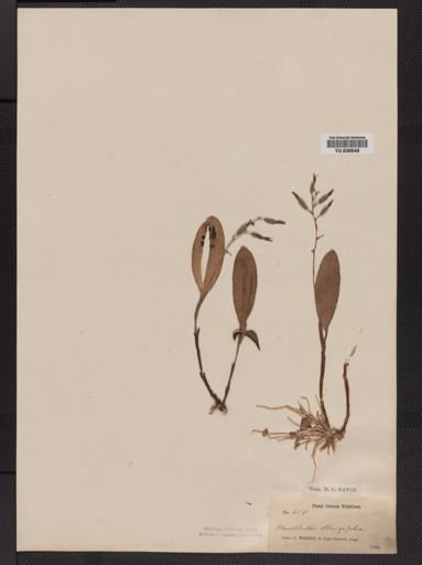 Pleurothallis oblongifolia