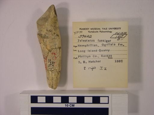 Dendropithecus macinnesi