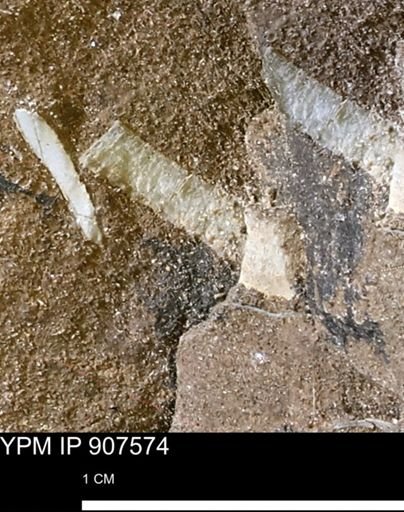 undet. Mollusca