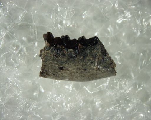 Tetonoides