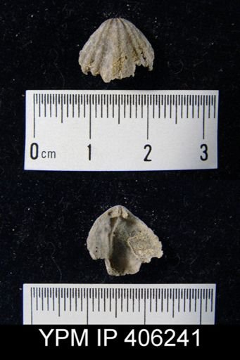 undet. Rhynchonellida
