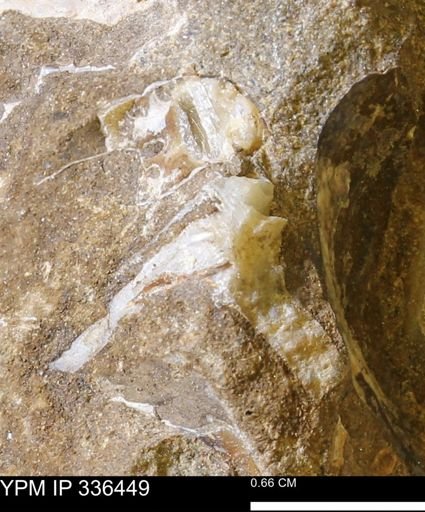undet. Mollusca