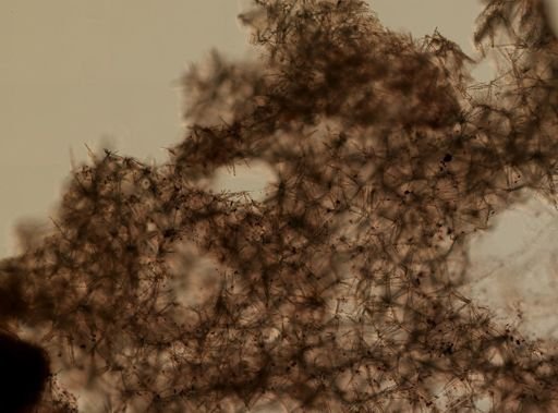 Myxilla incrustans