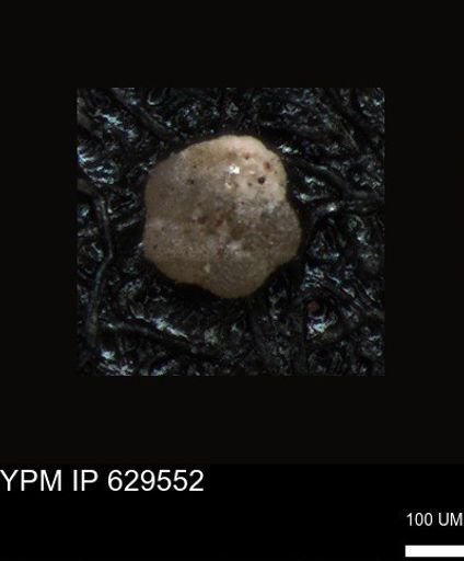 undet. Foraminiferida