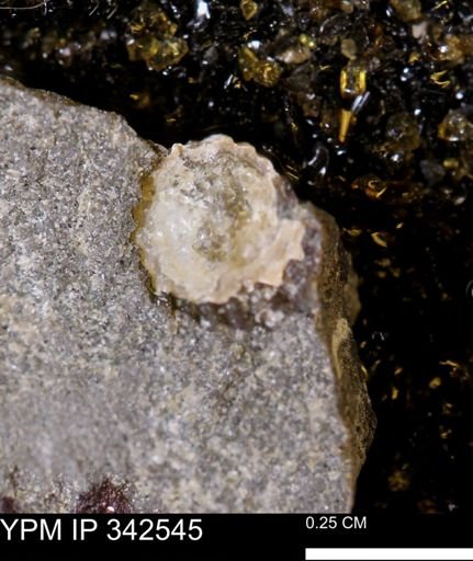 undet. Gastropoda