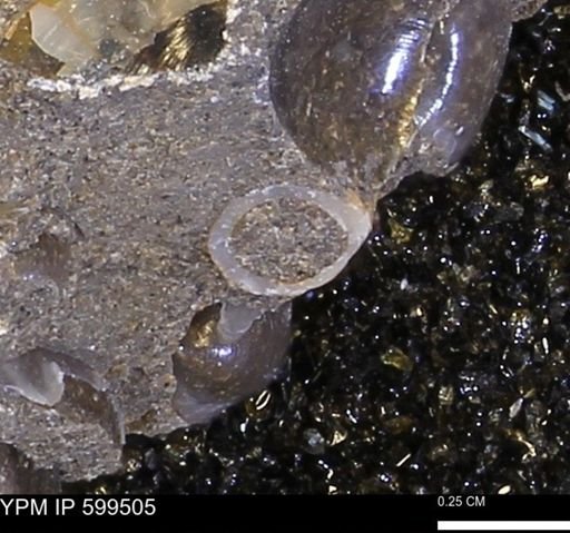 undet. Mollusca