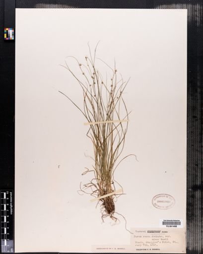 Carex rosea