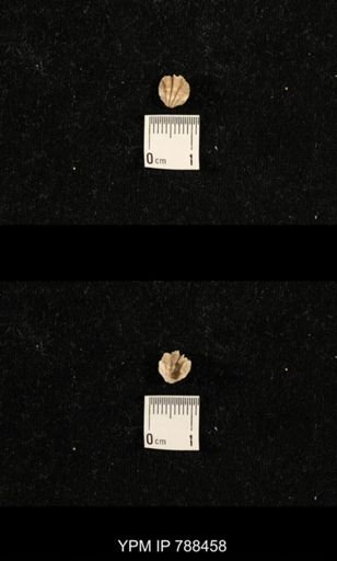 undet. Brachiopoda