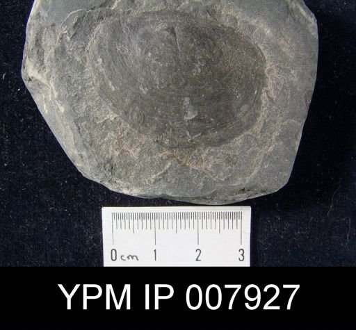 Dinobolus davidsoni