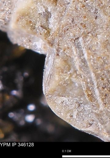 undet. Mollusca
