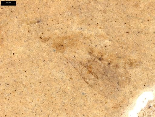 undet. Ichneumonoidea