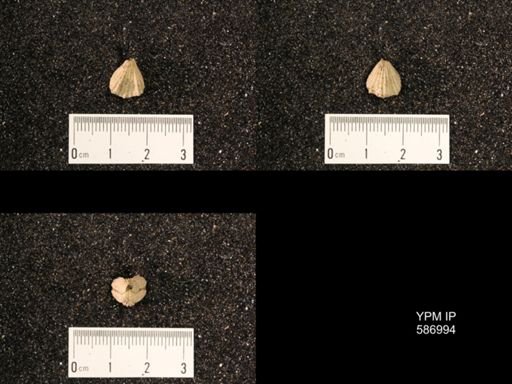 Rhynchotrema anticostiensis