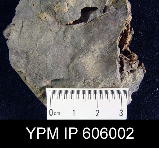 Nervostrophia sp.