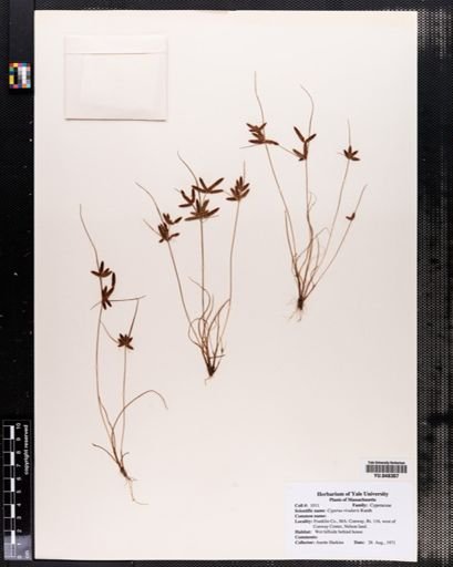 Cyperus rivularis