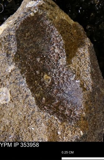 undet. Mollusca