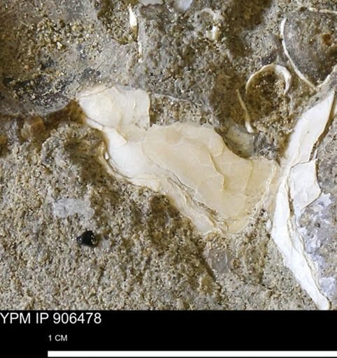undet. Mollusca