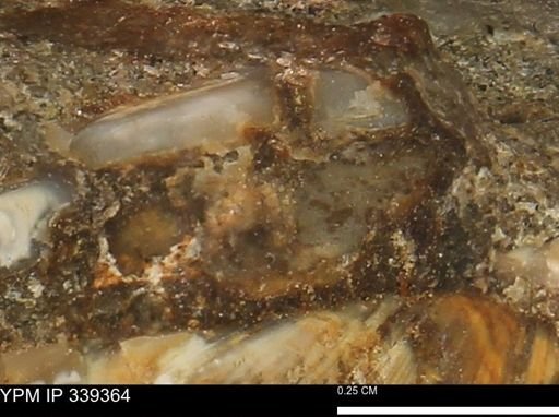 undet. Mollusca
