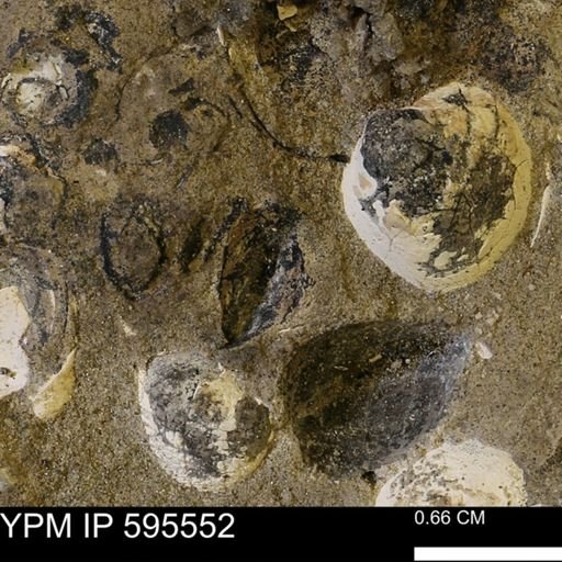 Protocardia sp.