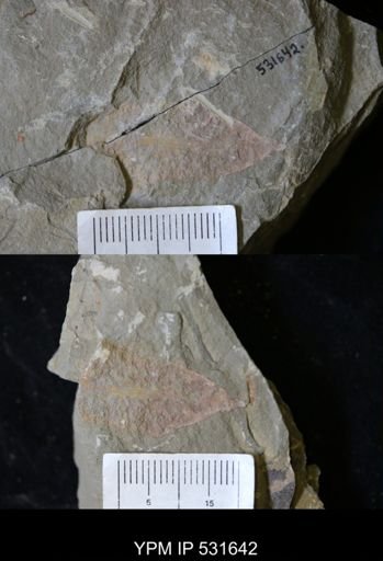 undet. Porifera