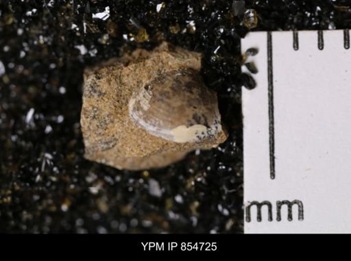 Cuspidaria moreauensis