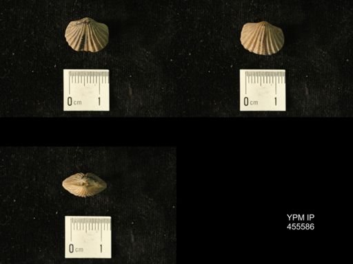 Platystrophia laticosta