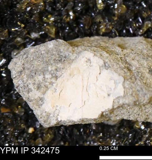 undet. Mollusca