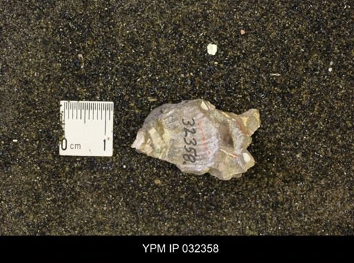 Scaphitidae