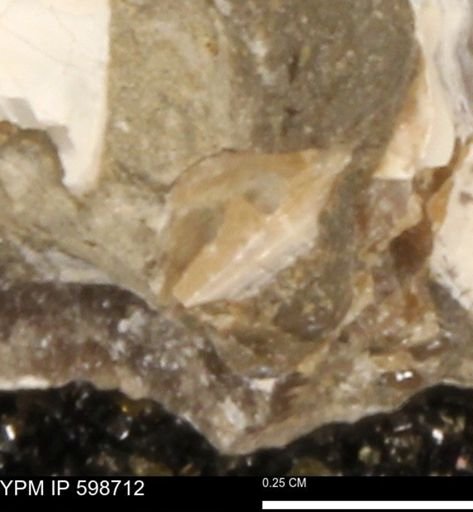 Mollusca