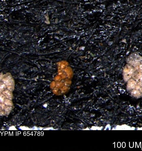 Ammobaculoides phaulus