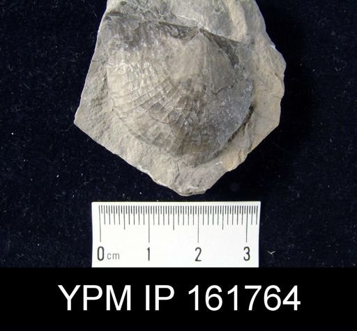 Brachyprion philomela