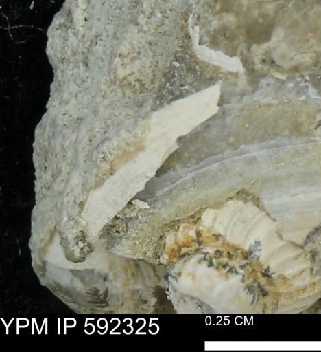 undet. Mollusca